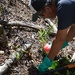 Volunteers help USAG-HI protect native habitats