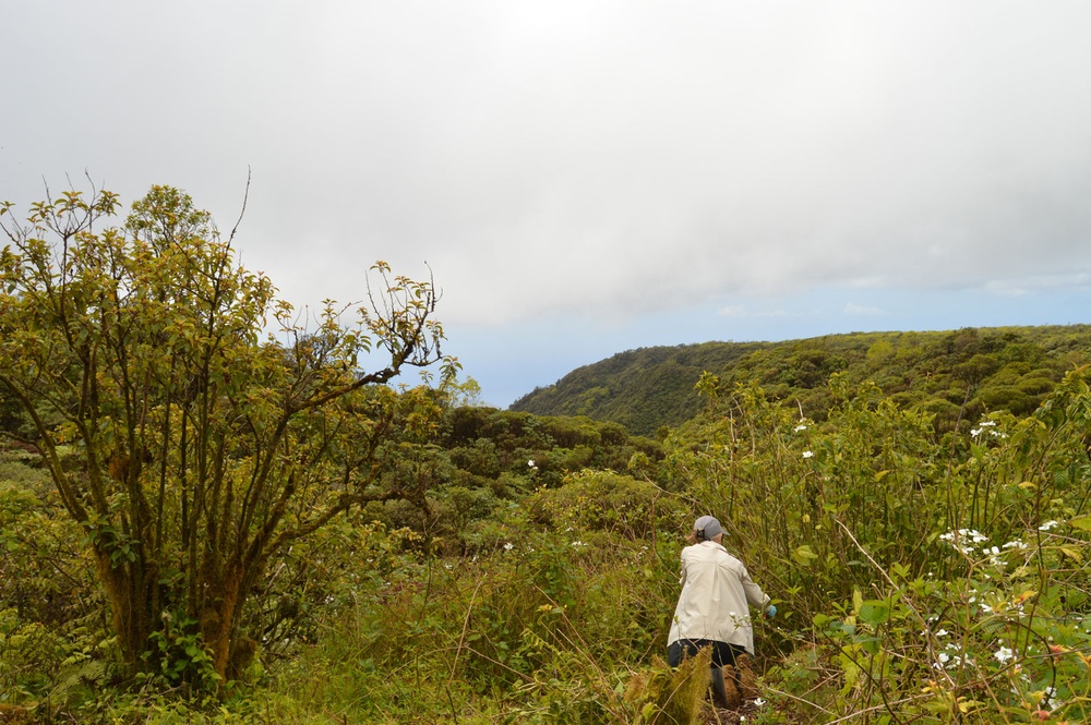Volunteers help USAG-HI protect native habitats