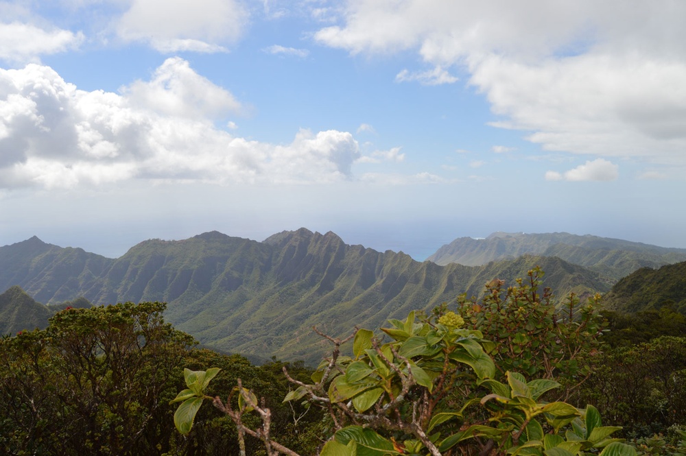 Volunteers help USAG-HI protect native habitats