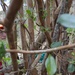 Volunteers help USAG-HI protect native habitats