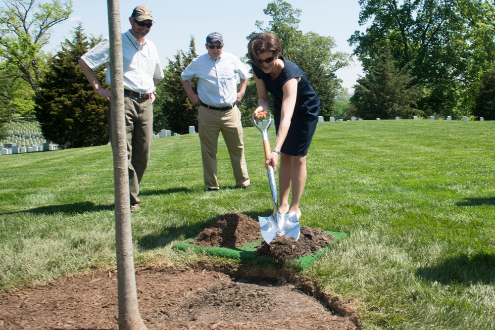 Arlington National Cemetery horticulture department conducts a tree planting ceremony in Section 34
