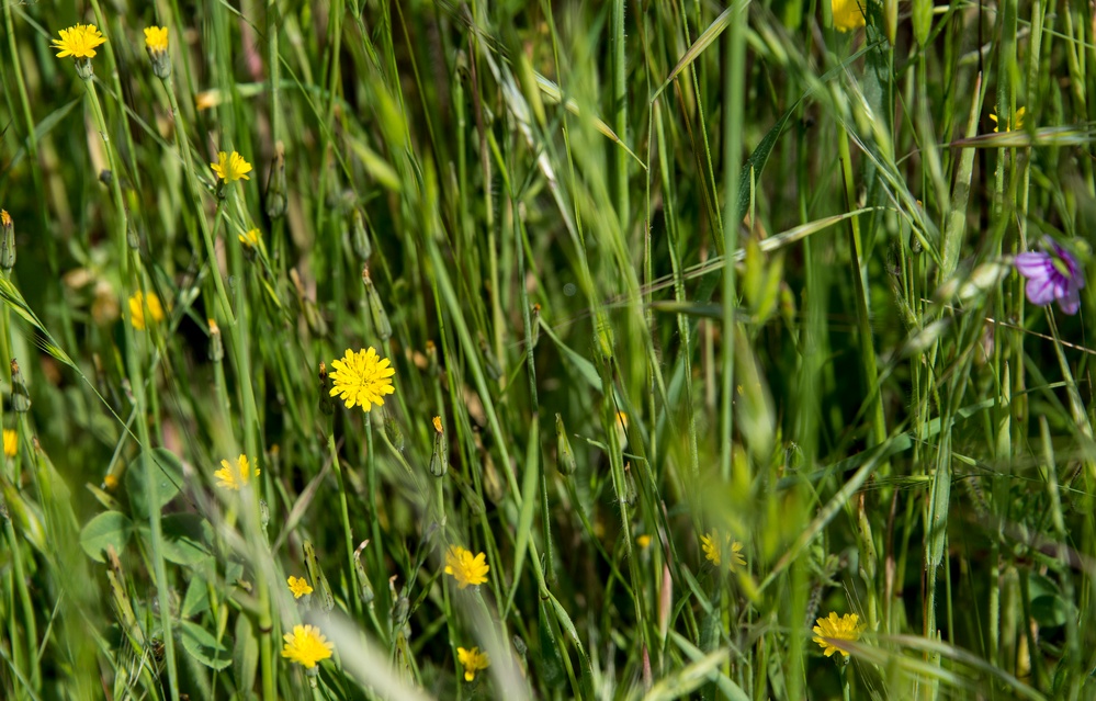 Earth Day Nature Trail Tour