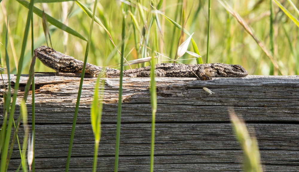 Earth Day Nature Trail Tour