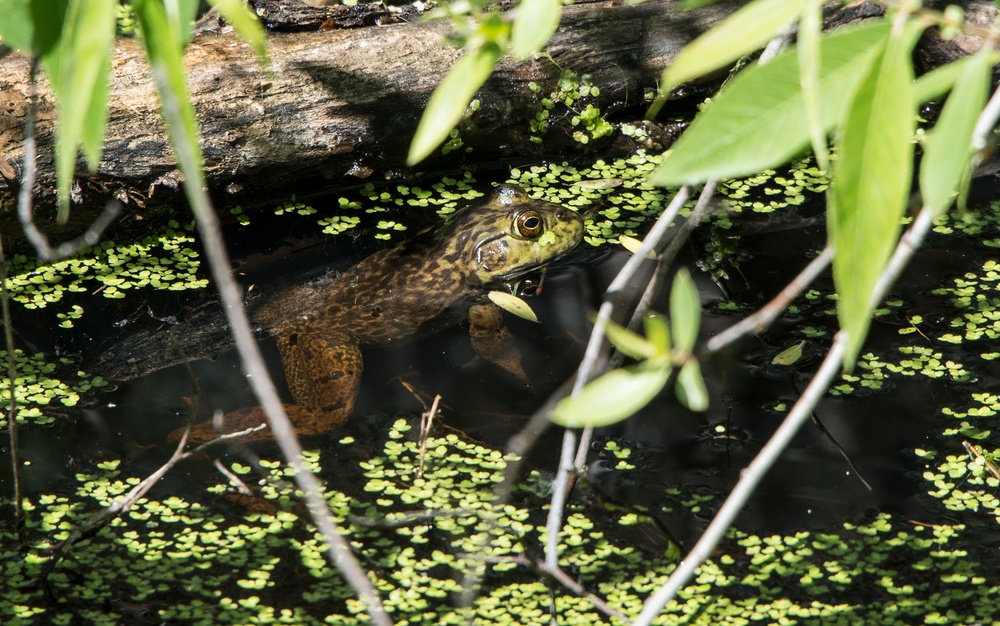 Earth Day Nature Trail Tour