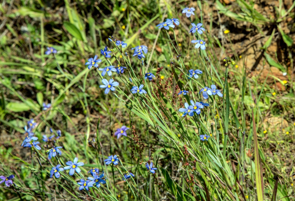 Earth Day Nature Trail Tour