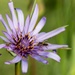 Earth Day Nature Trail Tour