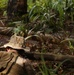 Apex Predator: Marines Prowl in the Wilderness