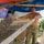 Australian carpenters learn Filipino craftsmanship