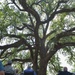 “Flying Tiger Oak” joins Live Oak Society