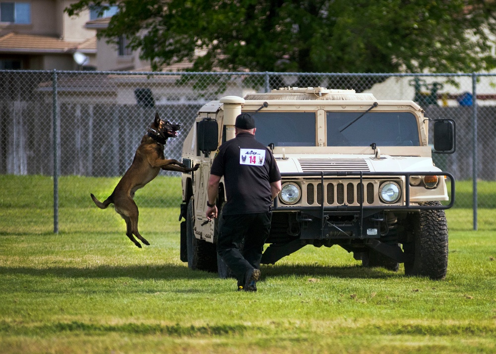 K-9 Olympics