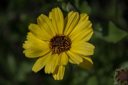 Camp Pendleton Wildflowers