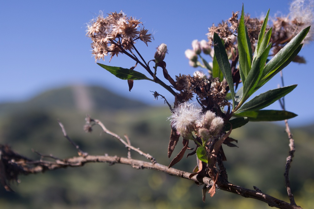 Camp Pendleton Wildflowers