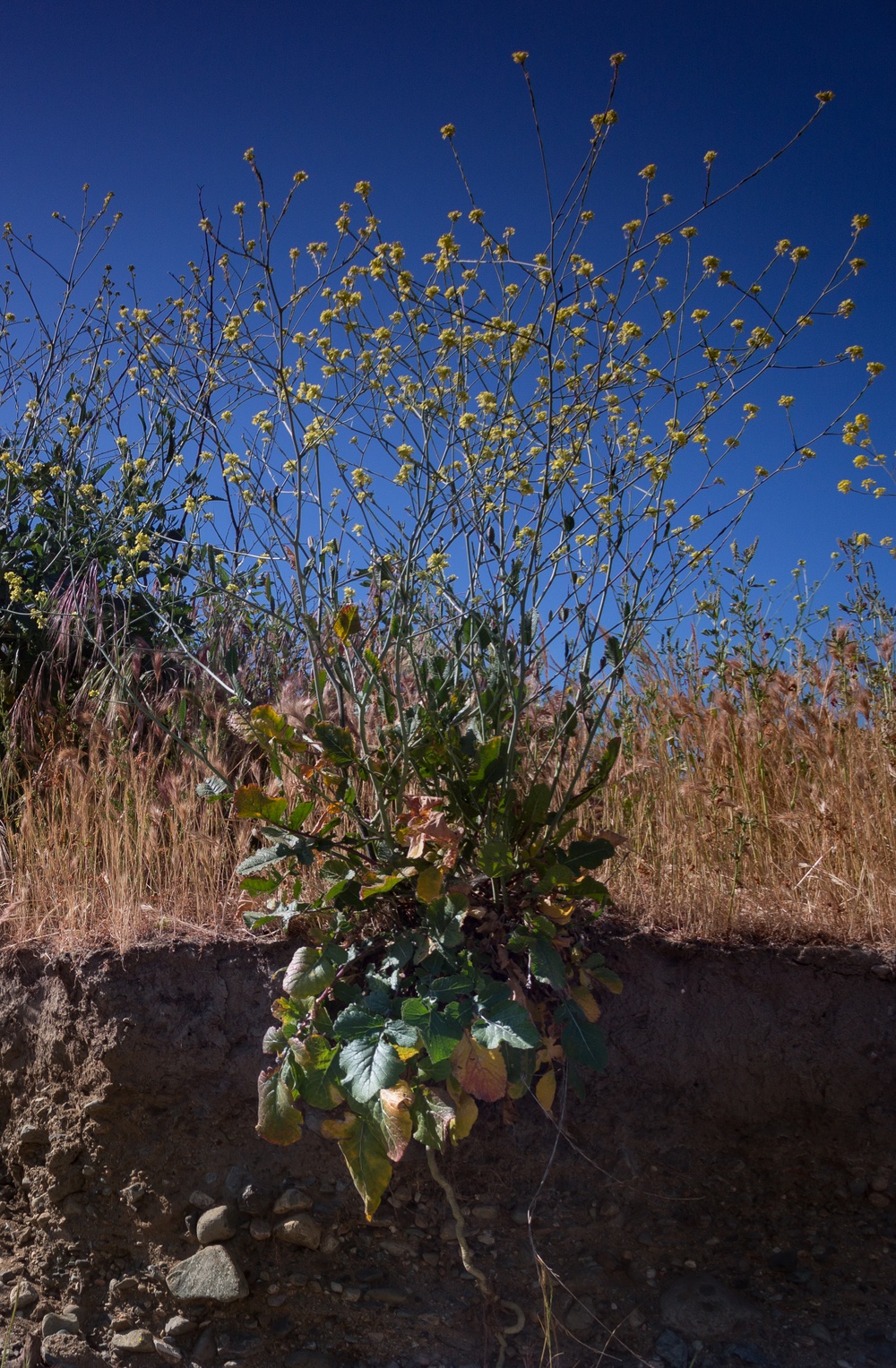 Camp Pendleton Wildflowers