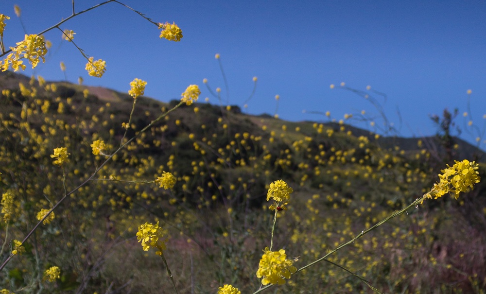 Camp Pendleton Wildflowers