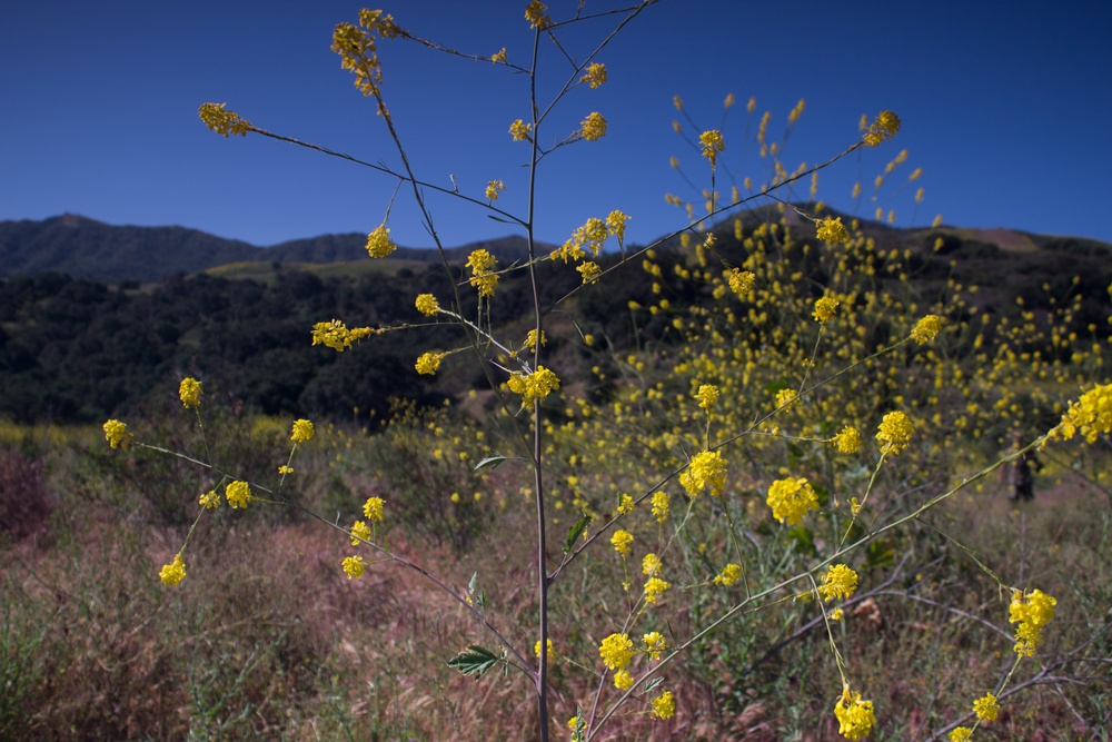 Camp Pendleton Wildflowers