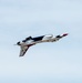 Wings Over Solano