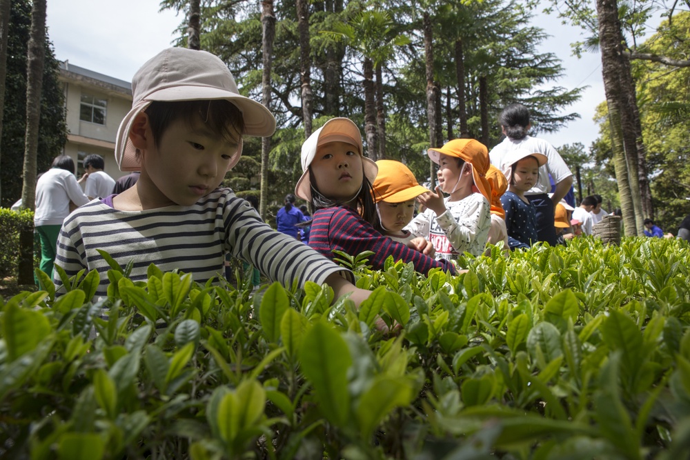 Americans, Japanese cultivate friendships during tea harvest