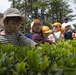 Americans, Japanese cultivate friendships during tea harvest