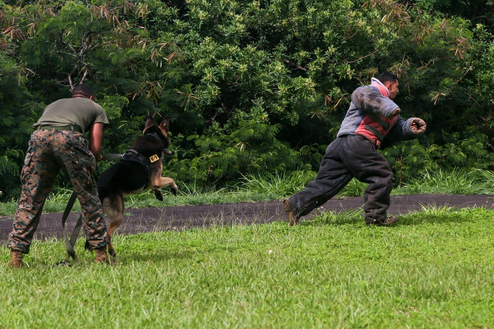 K-9s show what it means to be a Devil Dog