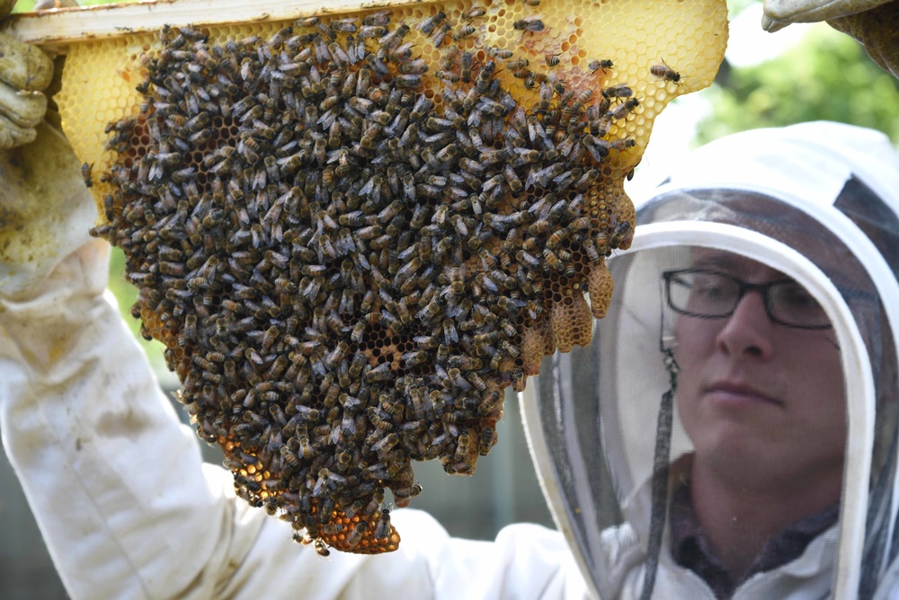 Beekeeping: McConnell Airman’s ‘sweet’ hobby