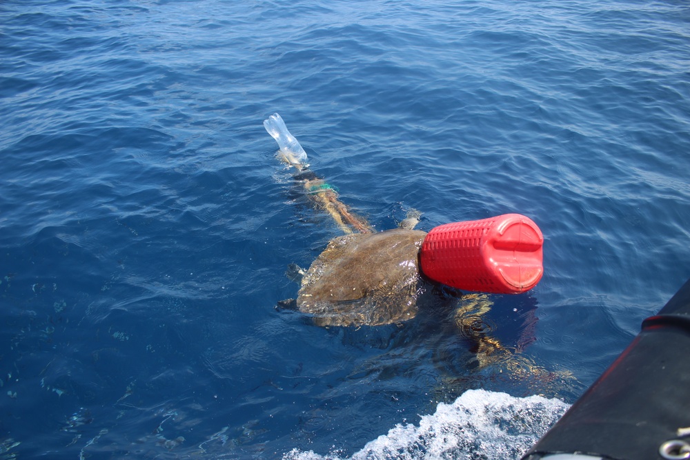 Coast Guard crew frees entangled sea turtles