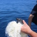 Coast Guard crew frees entangled sea turtles