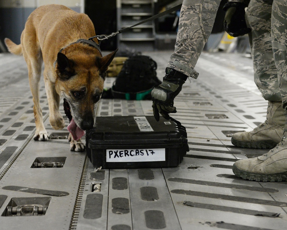 Military working dog detection exercise