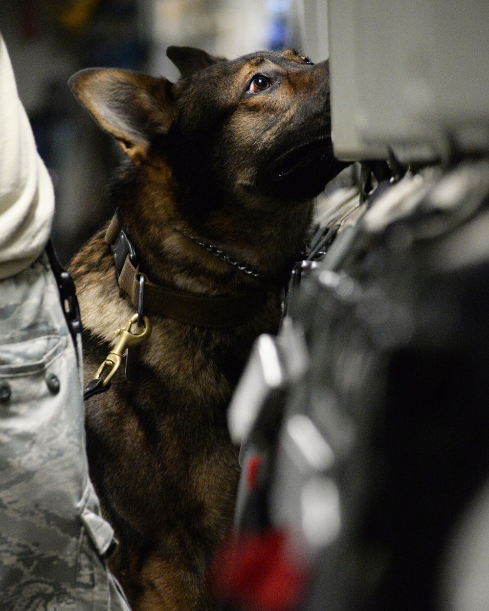 Military working dog detection exercise