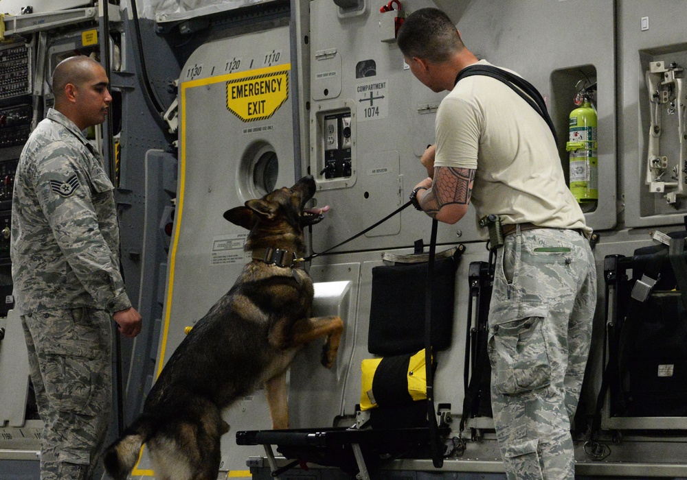 Military working dog detection exercise