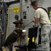 Military working dog detection exercise