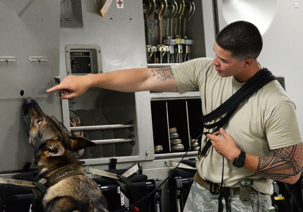 Military working dog detection exercise