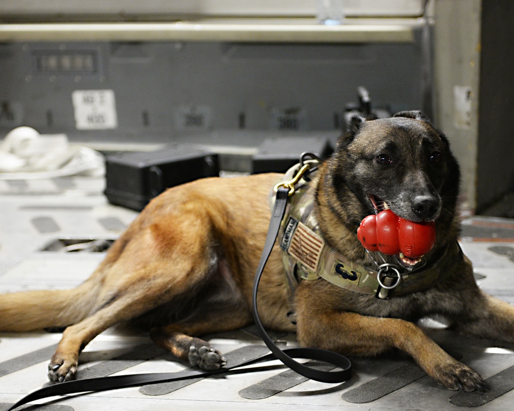 Military working dog detection exercise