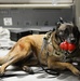 Military working dog detection exercise