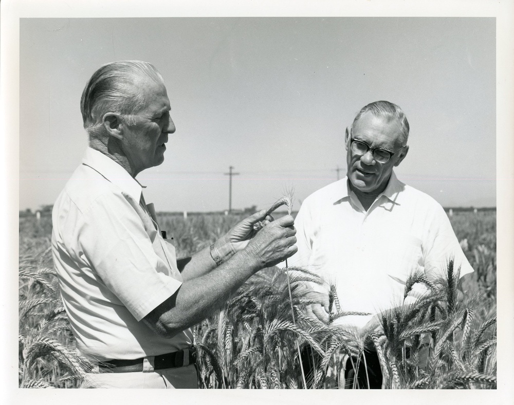 AID Employee - Norman Borlaug working in wheat field - Mexico