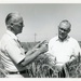 AID Employee - Norman Borlaug working in wheat field - Mexico