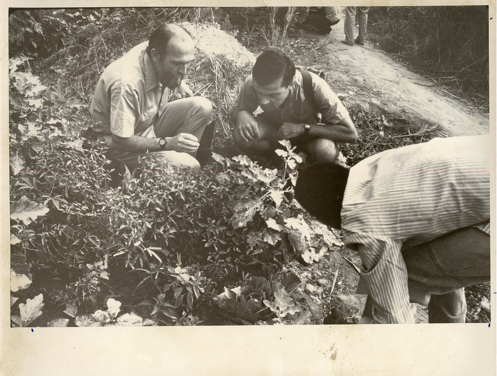 Cassava Agriculture