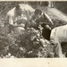 Cassava Agriculture