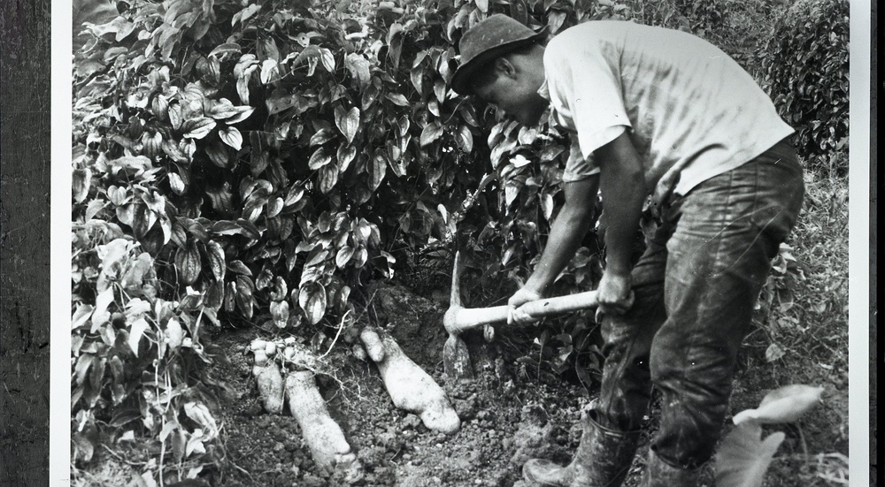 Cassava Agriculture