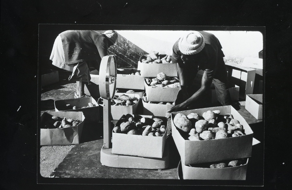 Cassava Agriculture