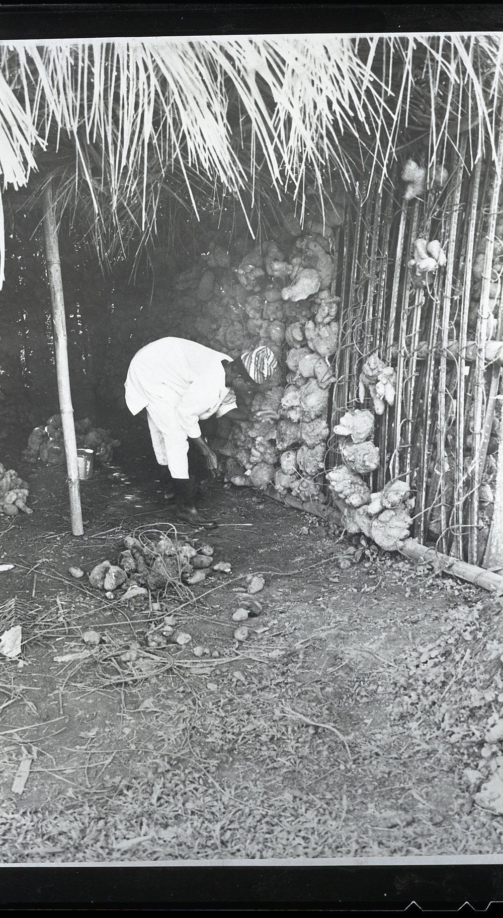 Cassava Agriculture