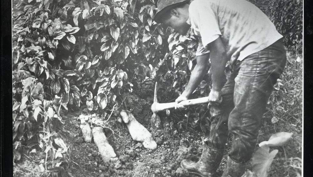 Cassava Agriculture