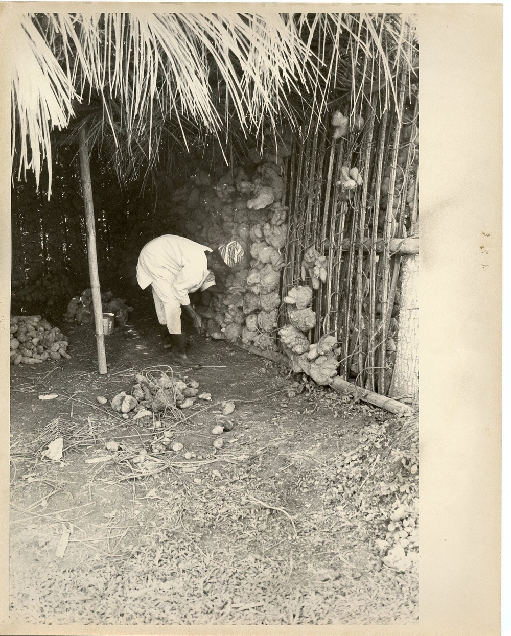 Cassava Agriculture