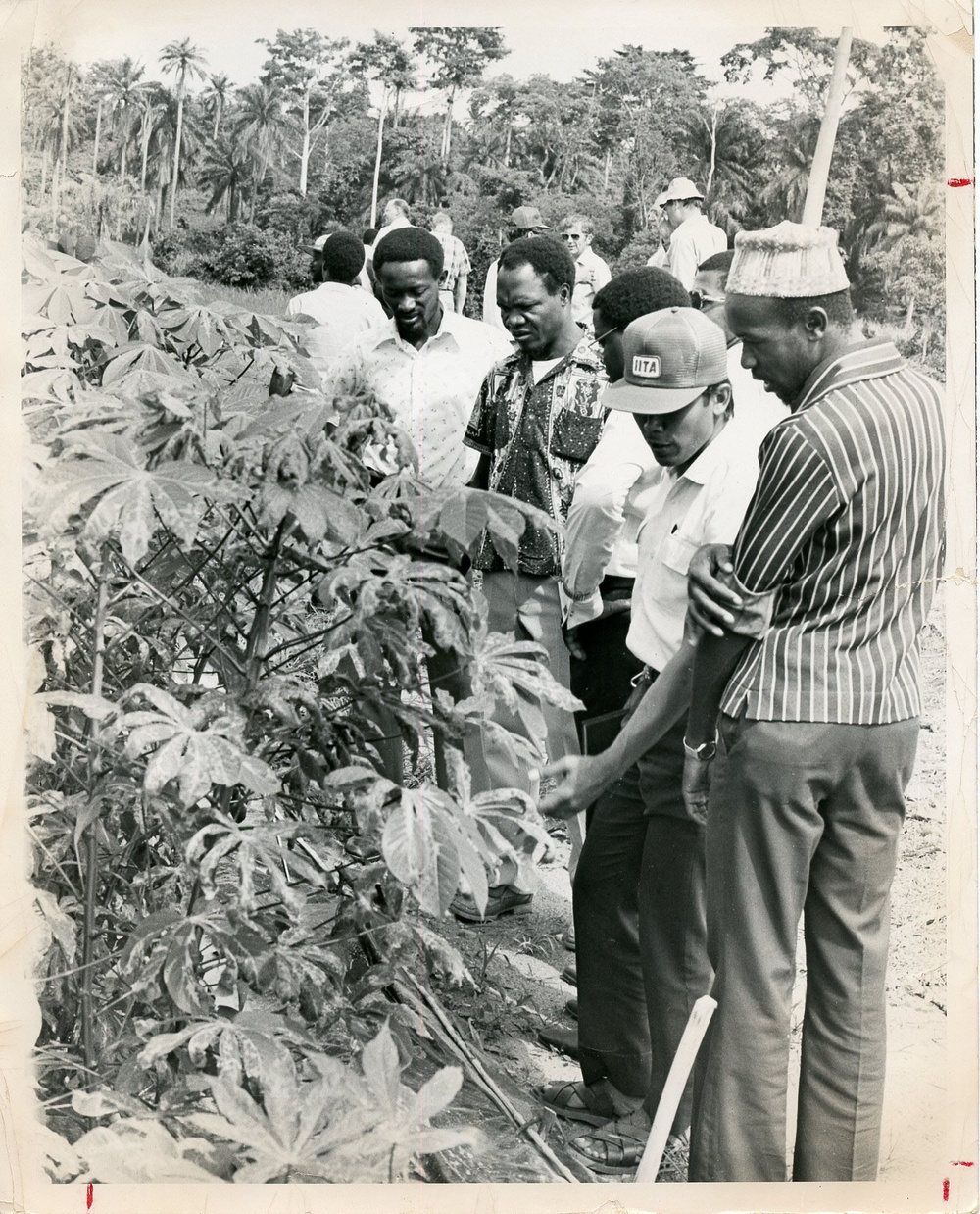 Cassava Agriculture