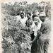 Cassava Agriculture