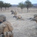 US MARINES NAVIGATE FORT MCCOY TRENCHES