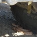 Rattlesnakes are afoot in the High Desert
