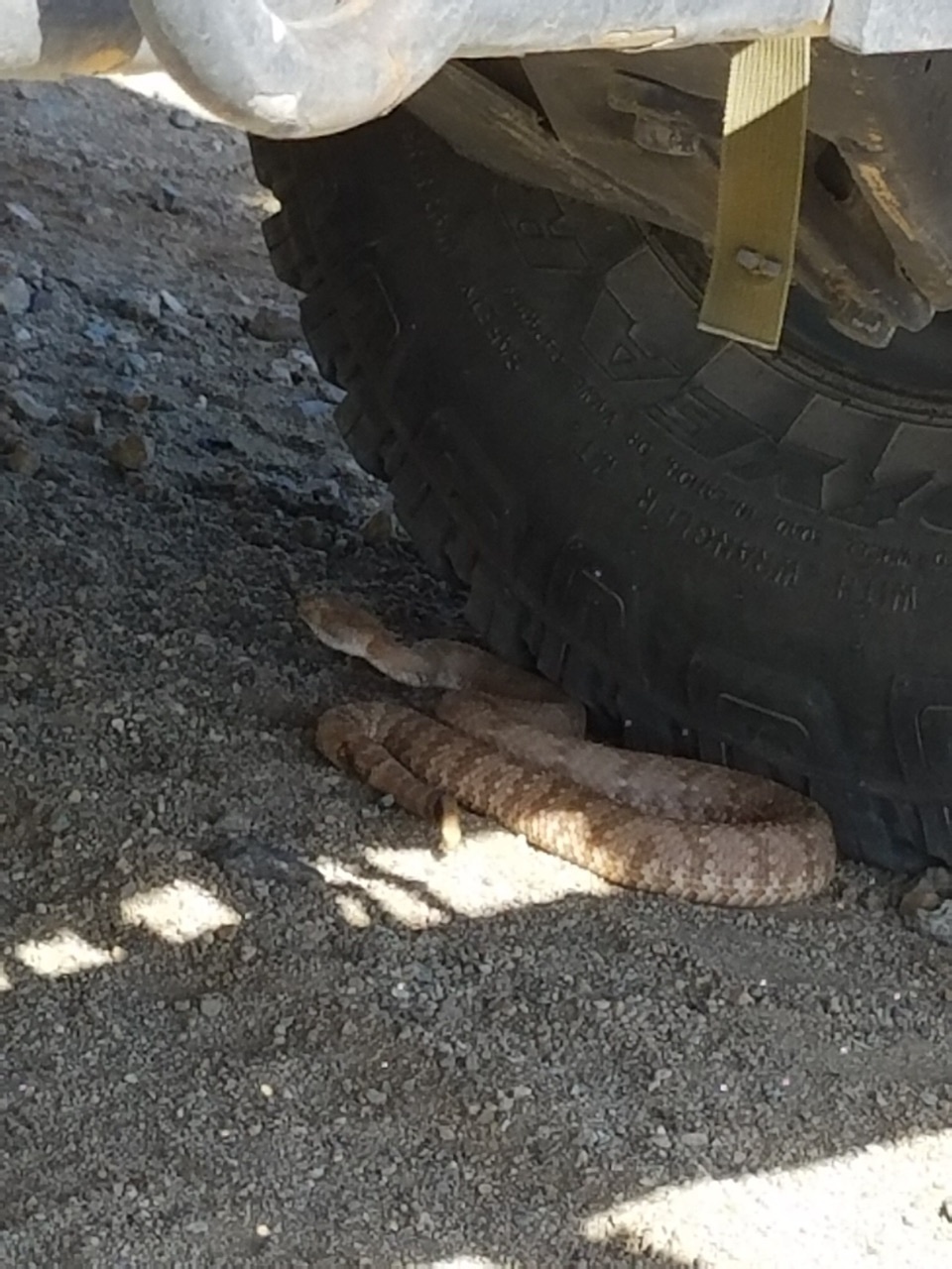 Rattlesnakes are afoot in the High Desert