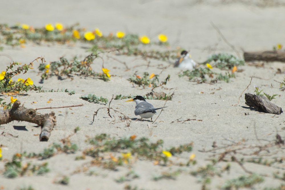 Endangered Species Day