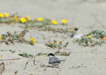 Endangered Species Day