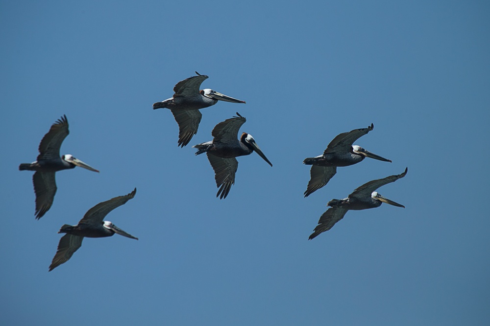 Endangered Species Day